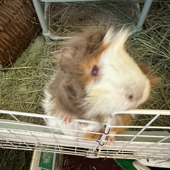 🤩🌺🌻🌹Lulubellashop ❤️ Join my Live Show!!!! - Picture 6 of 7